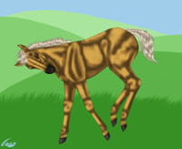 Silly Foal in the fields