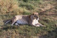 Taigan Park - Lioness 88