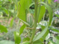 grasshopper     /5