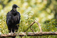 Black Vulture