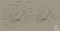 Doot Doot