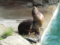 Resting Sea Lions 2