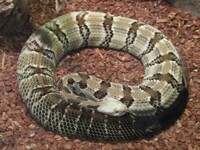 Timber Rattle