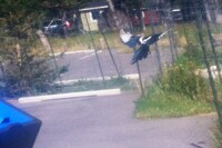 Bird flying