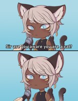 Funy cat picture.png