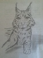 lynx