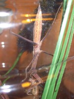 pink belly pink belly