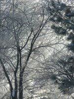 Frost