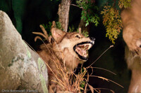 Angry Wolf is watching you pee....