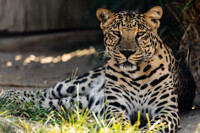Spotted Leopard (Xavier)