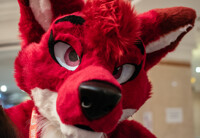 Reder Fox!