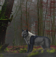 Lady of the Wood