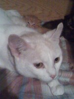 Dharma and her kittens