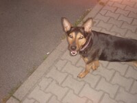 Tara the German Shepard-Doberman Mix 