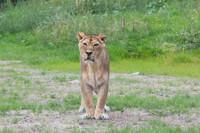 Łódź Zoo - Lioness 8
