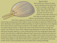 07-18-19 [Gegun: Divo'Li Knit]