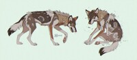 Shedding