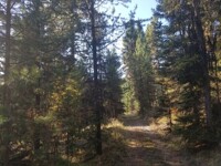 Wooded Corridor to Somewhere