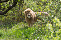 Taigan Park - Lion 59