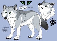 Tessa The grey wolf