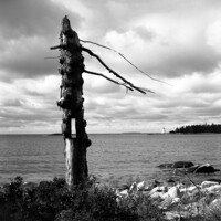 The Beckoning Tree