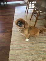 Gunner the Pekingese