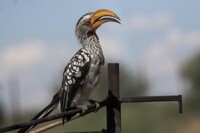 Yellow-billed Hornbill