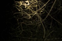 Insects can be beautiful ^^