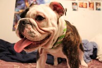 Panting Bulldog
