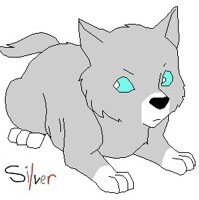 Silver the Wolf Pup