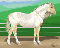 Champagne Appaloosa Mare