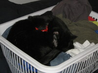 My little basket case.