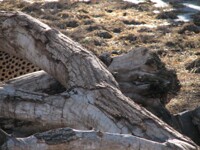Photo Fail - Lovely Log