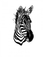 Zebra ketch