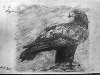 Golden eagle
