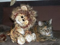 Pardy has some quality time with the Velcro Kitty