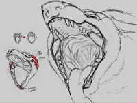 flexing the otie vorejaws