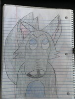David the blue belly wolf