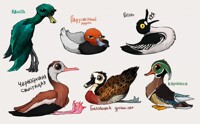 some ducks