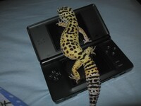 Game Gecko
