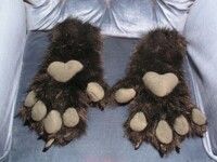 Racoon handpaws