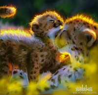 Cheetah Family