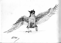 Hawk playing a VR game