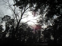 sun shining through trees