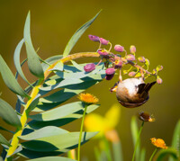 Sparrows on Flowers I