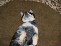 mah puppy ^^