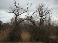 errie trees