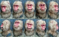 snow macaque mask