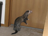 I can get out, right?