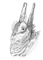 Boob chicken